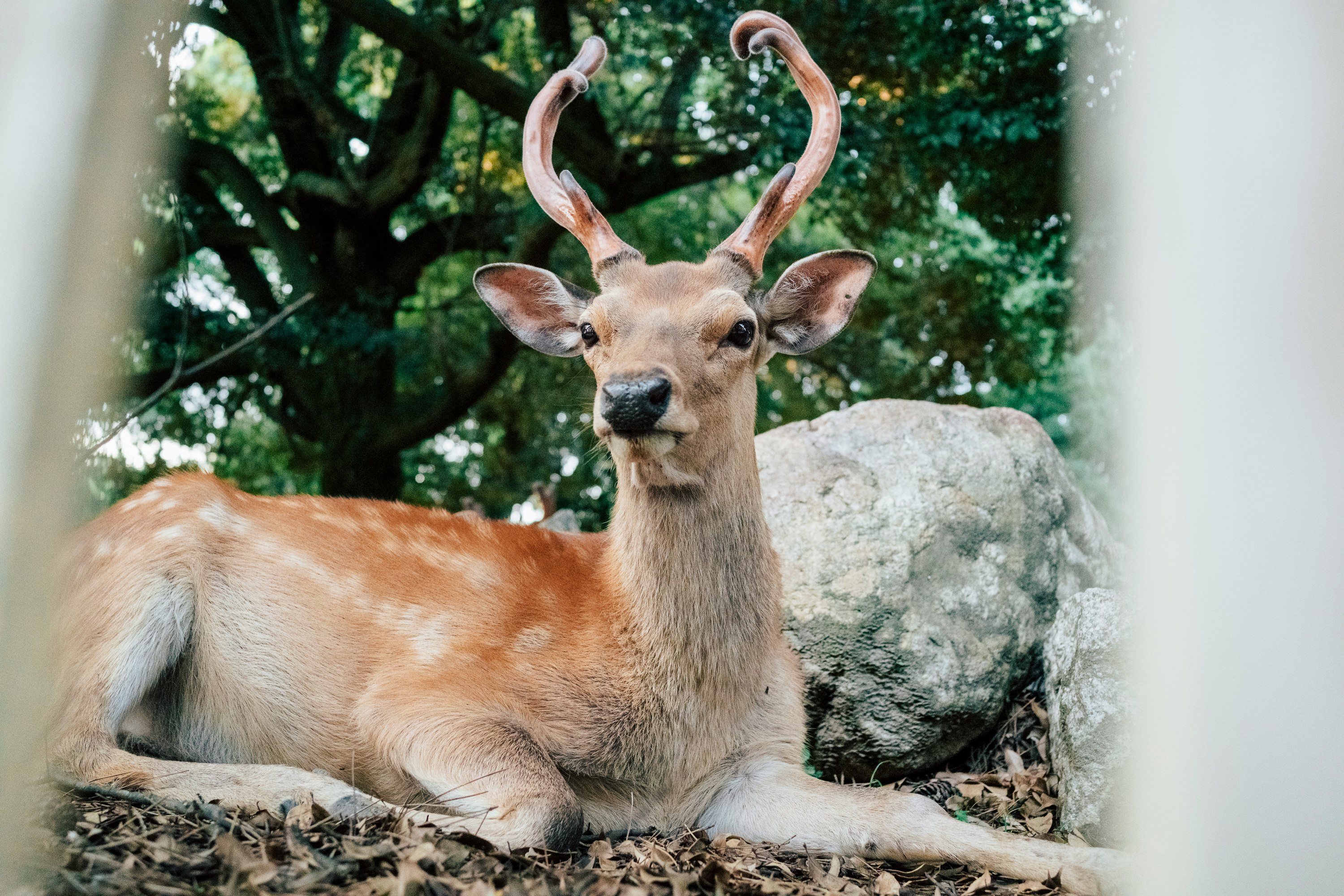 brown deer lying on ground near gray rock